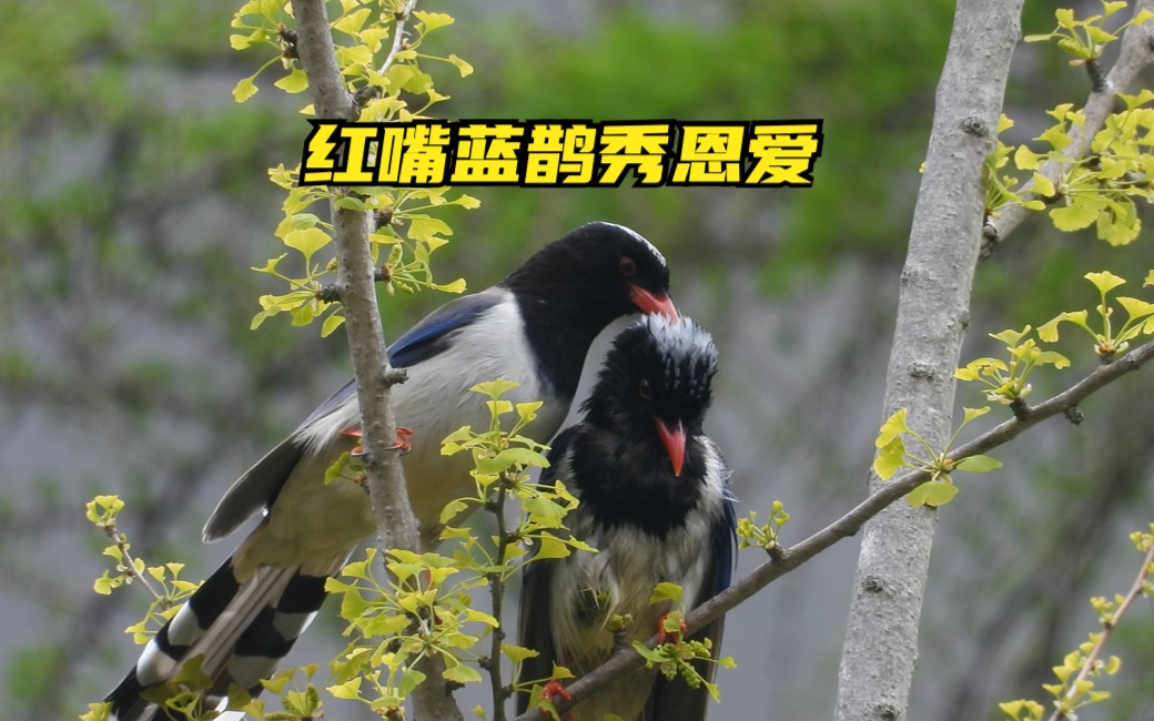 红嘴蓝鹊辽宁分布的很少，而从山西到四川就变得很常见了！