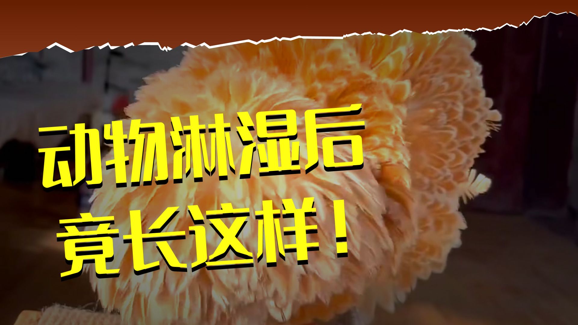 分享11种动物淋湿后的变态样子。有点不认识它们了。