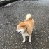 [柴犬Maru的日常]在小雨中散步~(＠゜▽゜)耙耙，窝可以踩水坑吗？
