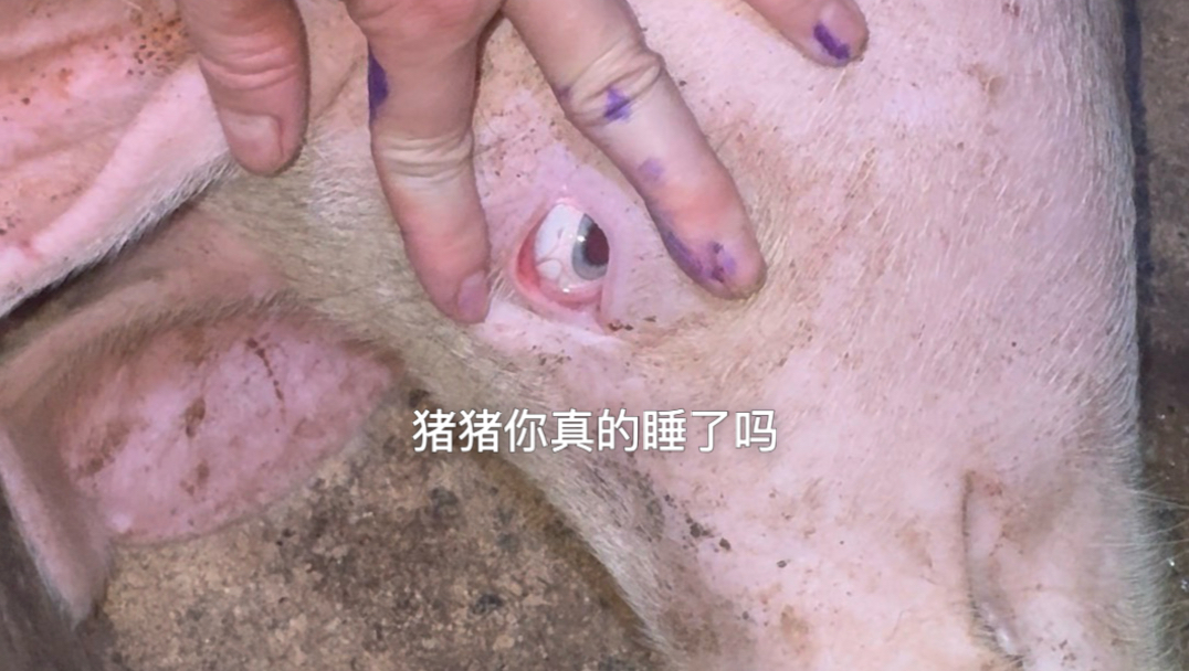 猪猪睡着VS没睡着