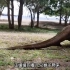 科莫多巨蜥生吞狒狒