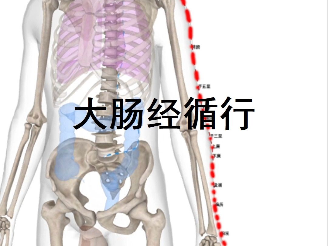 手阳明大肠经循行 四分钟内经图文笔记