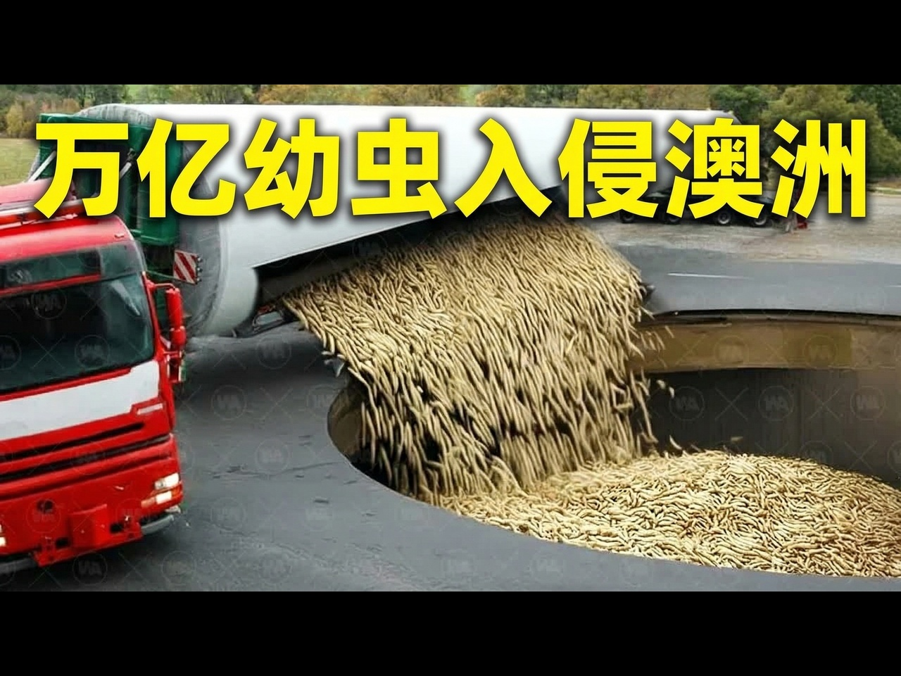 【中配】澳洲为何要在全国投放数亿只幼虫：揭秘黑水虻垃圾处理计划 - WATOP
