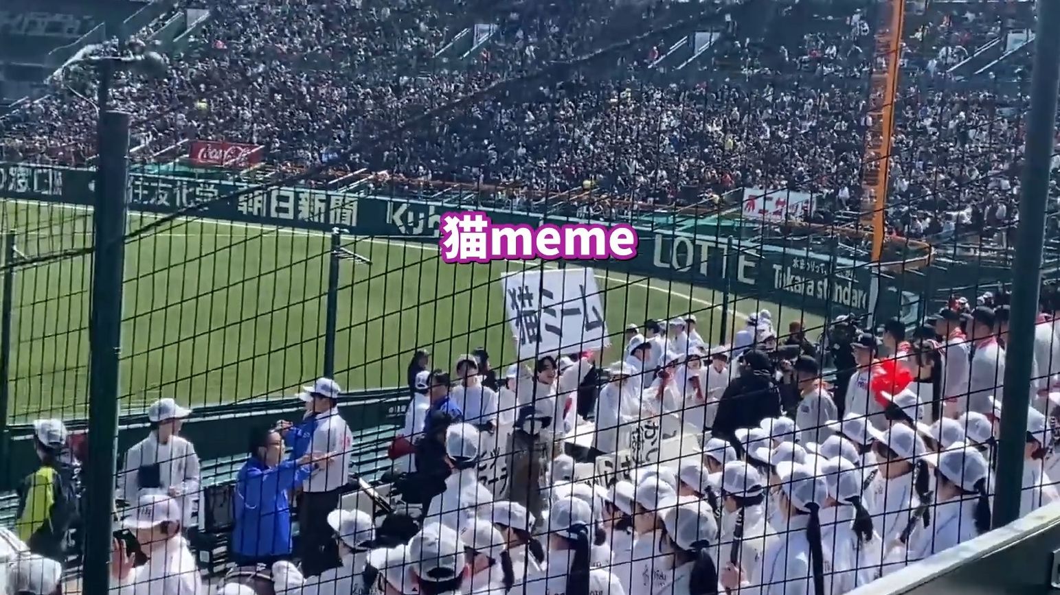 阪神甲子园棒球场的猫meme应援歌(Dubidubidu) ChipiChipiChapaChapa | 猫meme
