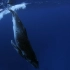 【LeePace】【旁白】鲸鱼行走的世代:深时之旅