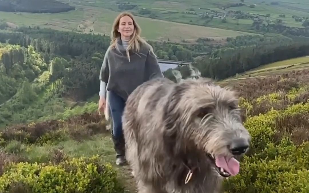 溜一群巨型爱尔兰猎狼犬是什么感受？