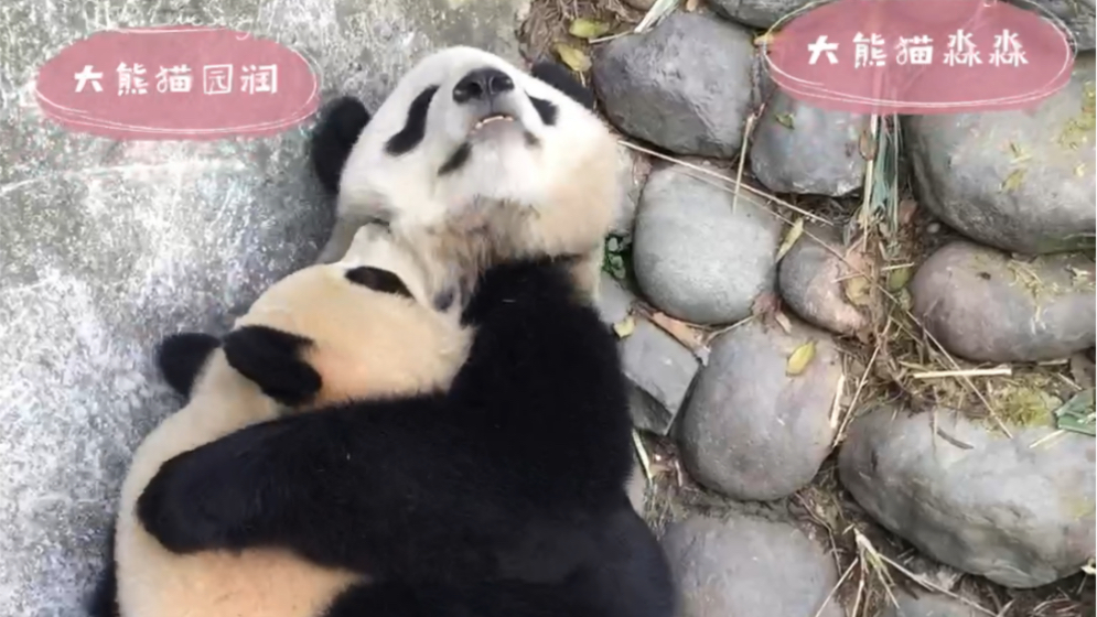 活动作品大熊猫园润大熊猫淼淼神烦润润腻歪妹妹180101