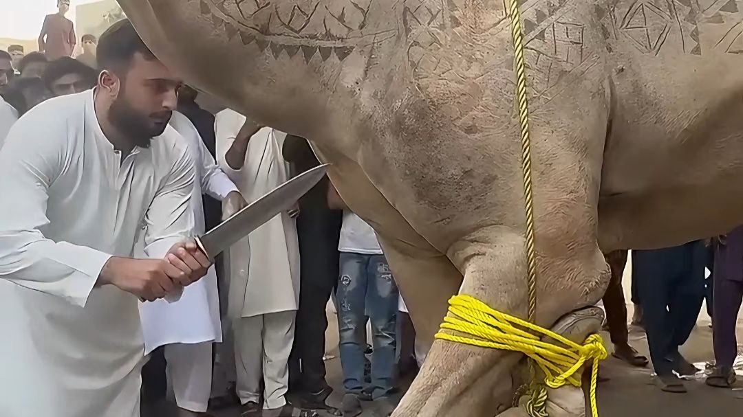 再高大的骆驼，在中东那也是食材，土豪宴请贵客的“硬菜”