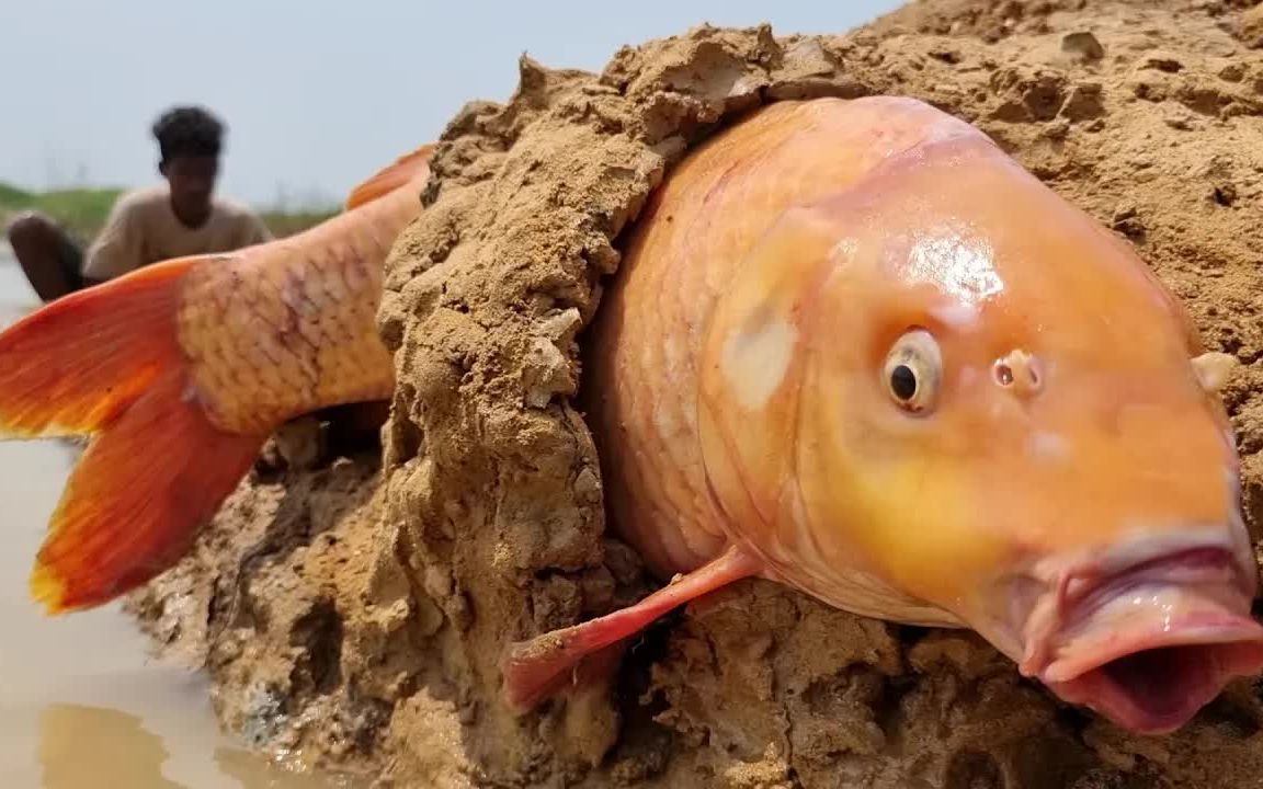 小伙淘沙，意外发现被卡住的黄金大鲤鱼