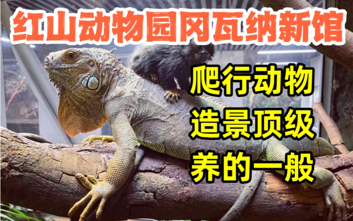 南京红山森林动物园新建冈瓦纳馆的爬行动物养的如何？算不算国内顶流？