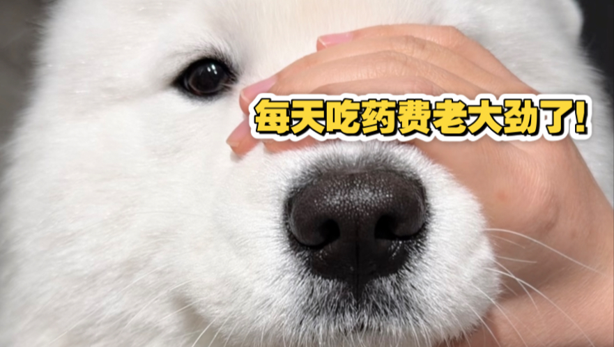能自己吃你怎么不早说啊！