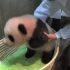 卡哇伊！日本熊猫宝宝取名“香香” 爱撒娇也爱举高高