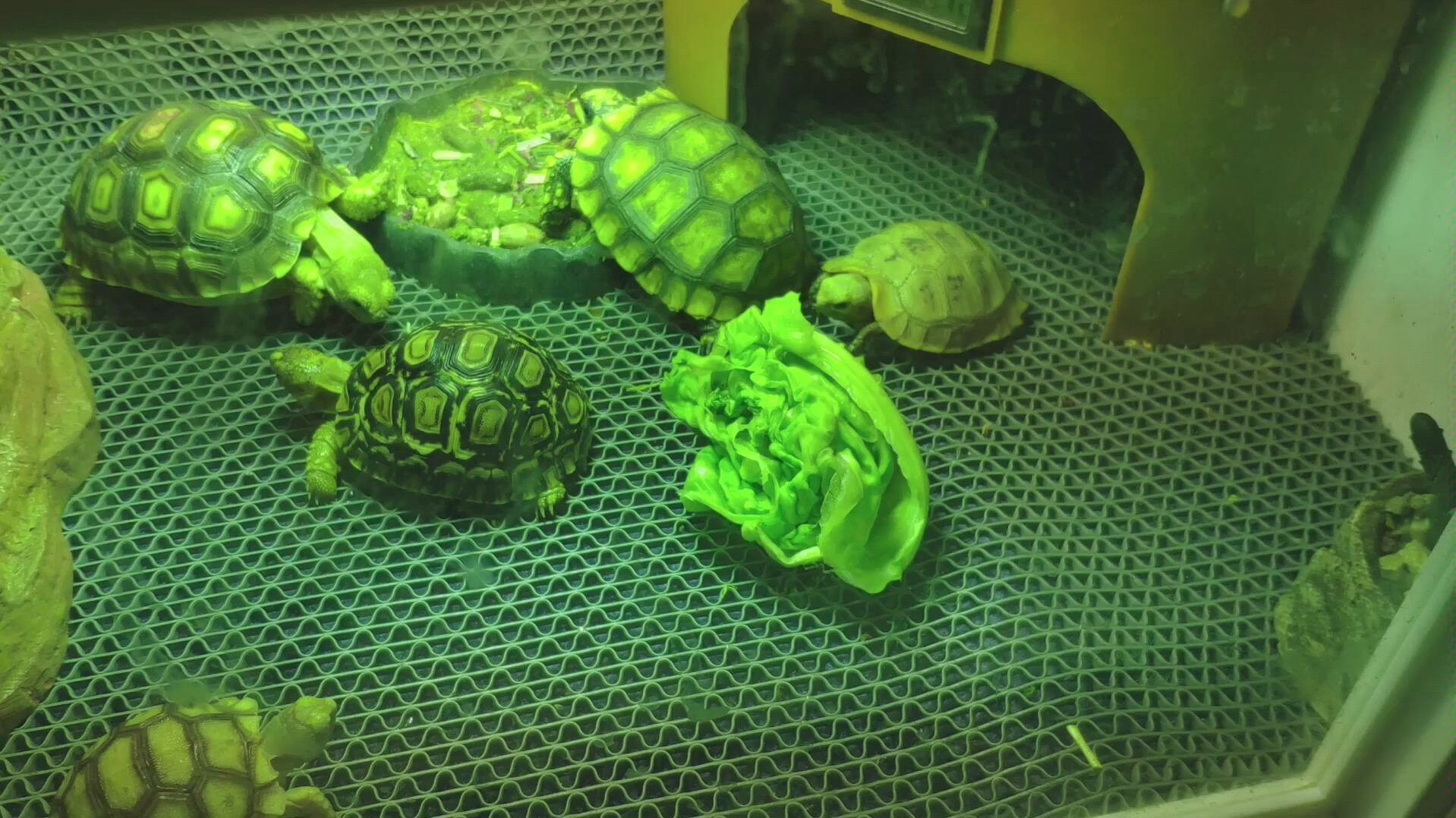 陆龟日常