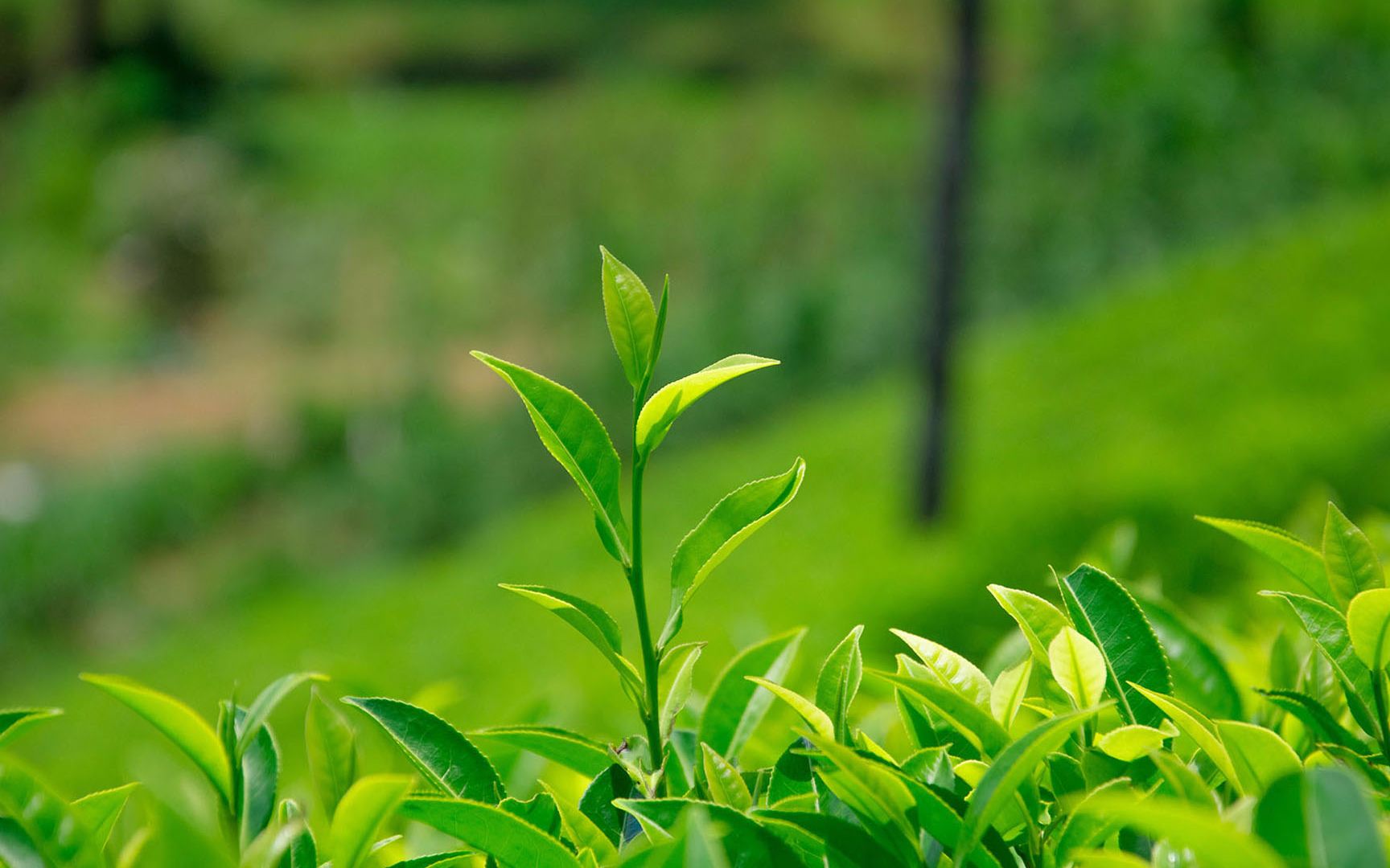 【公开课】浙江大学:茶文化与茶健康