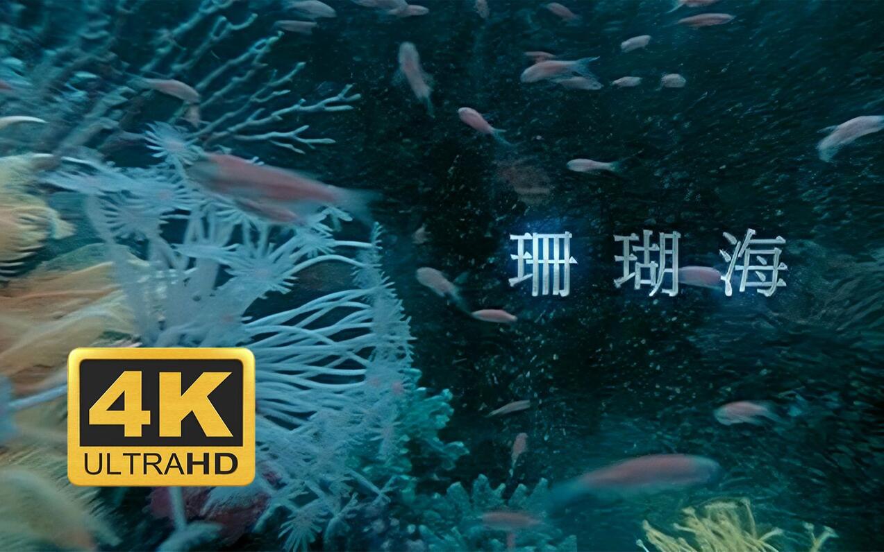 4K修复周杰伦 梁心颐 珊瑚海 MV 哔哩哔哩