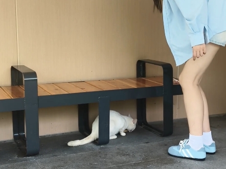 遇见小猫