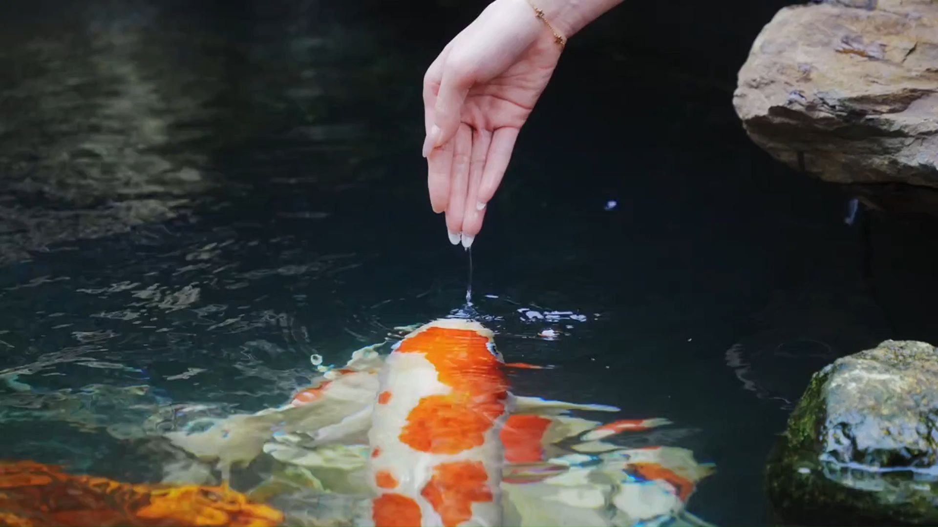 【空镜素材】摸摸锦鲤