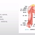 系统解剖学-上肢肌之臂肌