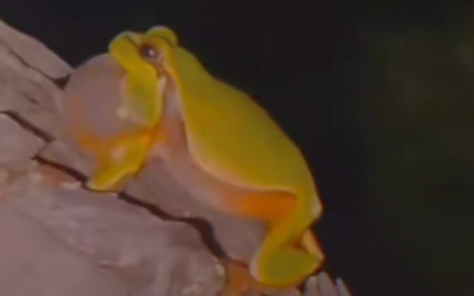 一只爵士青蛙  Jazzfrog