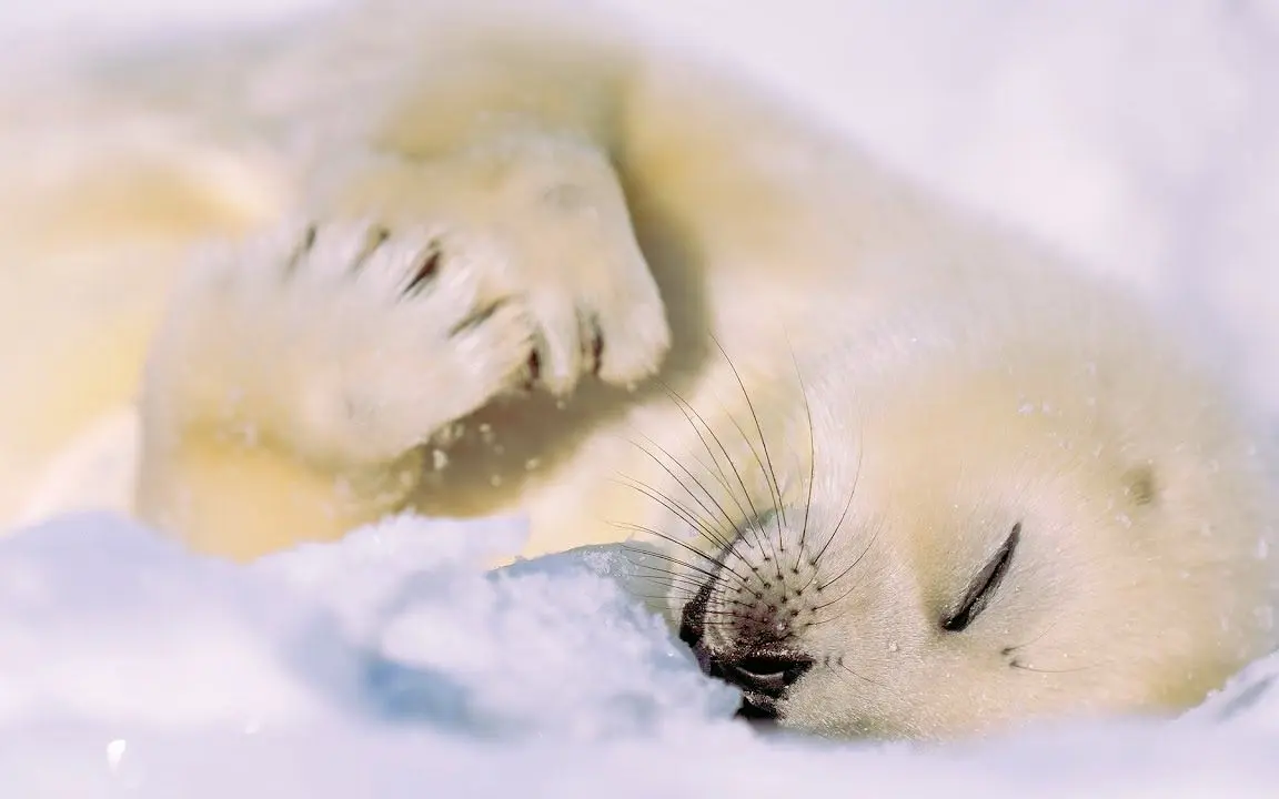 竖琴海豹宝宝：妈-妈-妈-妈-妈