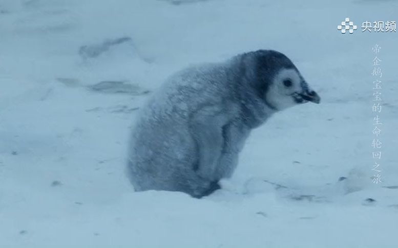 揪心！暴雪中的帝企鹅宝宝找妈妈