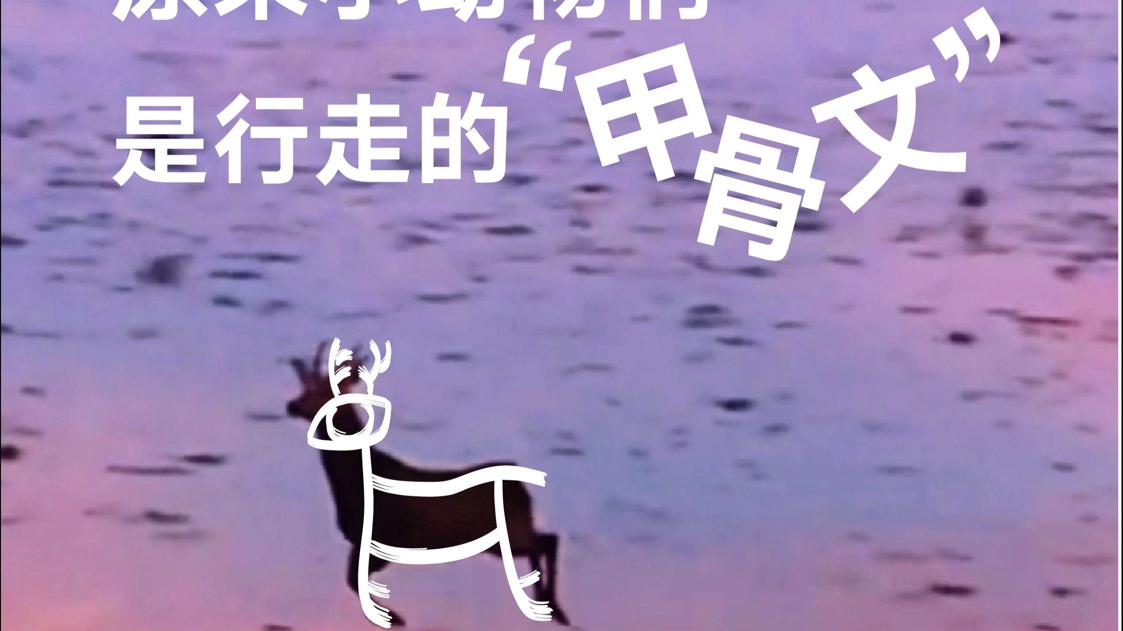 野生甲骨文又又又出没！原来小动物们是行走的甲骨文呀🦌~