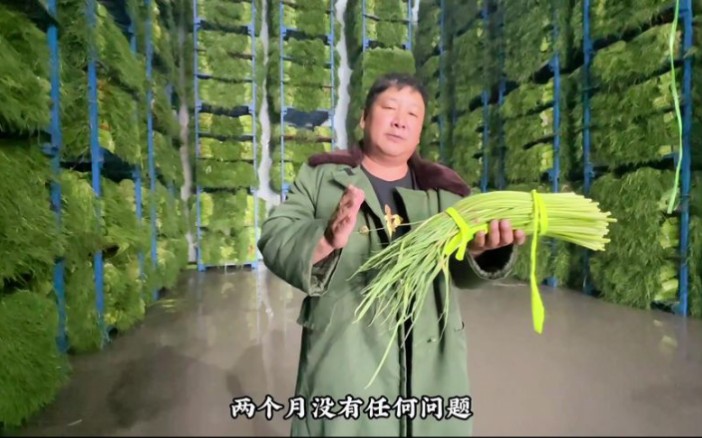 600吨蒜苔如何保存不变质，搁家也能保存一年！