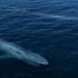 超美蓝鲸大片，内心被震撼了