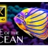 海洋生物 8K超高清-500海洋物种