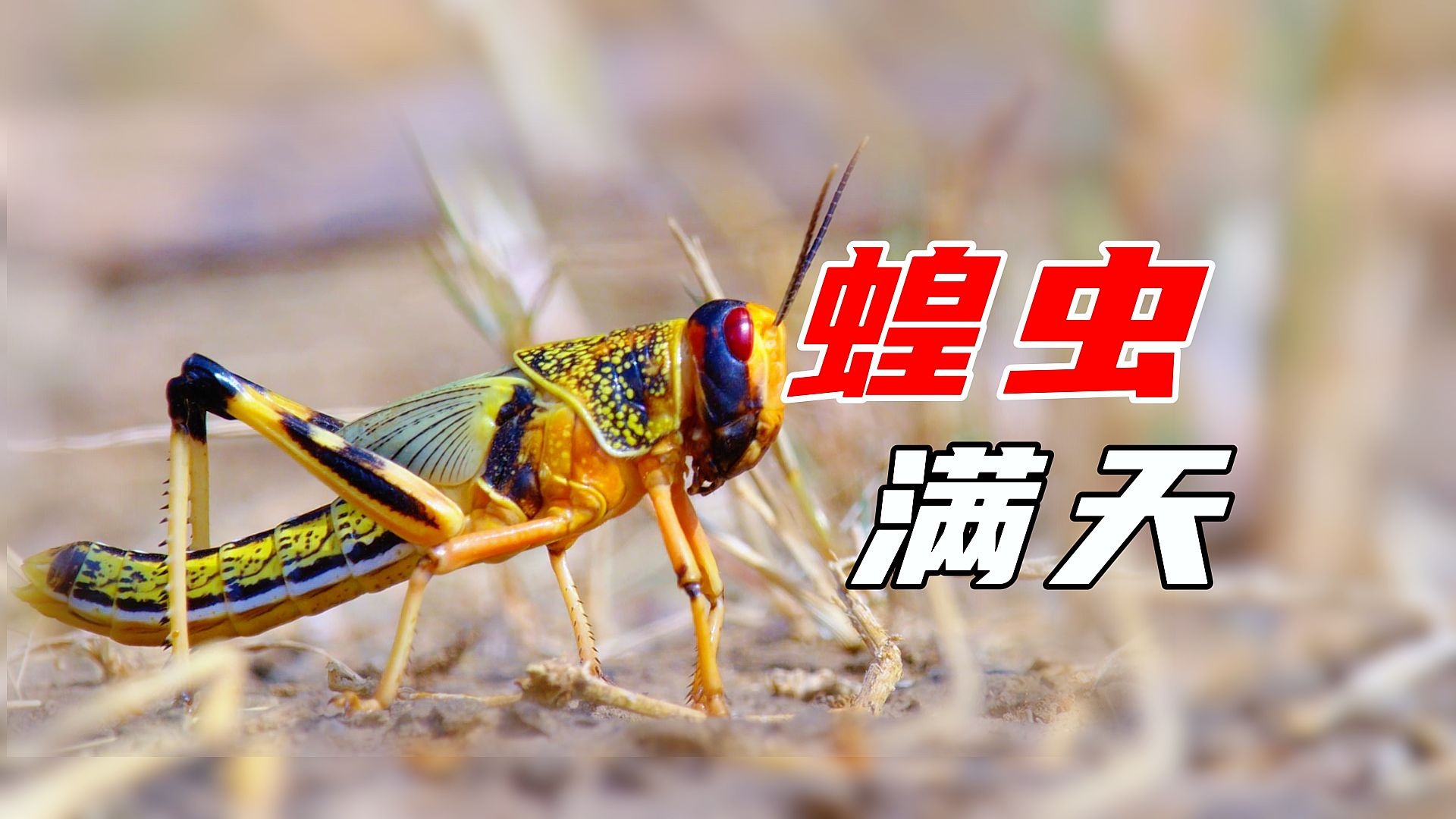 《 蝗 虫 的 危 害 》