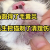 汤圆得了毛囊炎 医生把猫剃了清理伤口 把化脓的痘痘挤出来 宝宝真的超乖超配合 没想到小猫咪