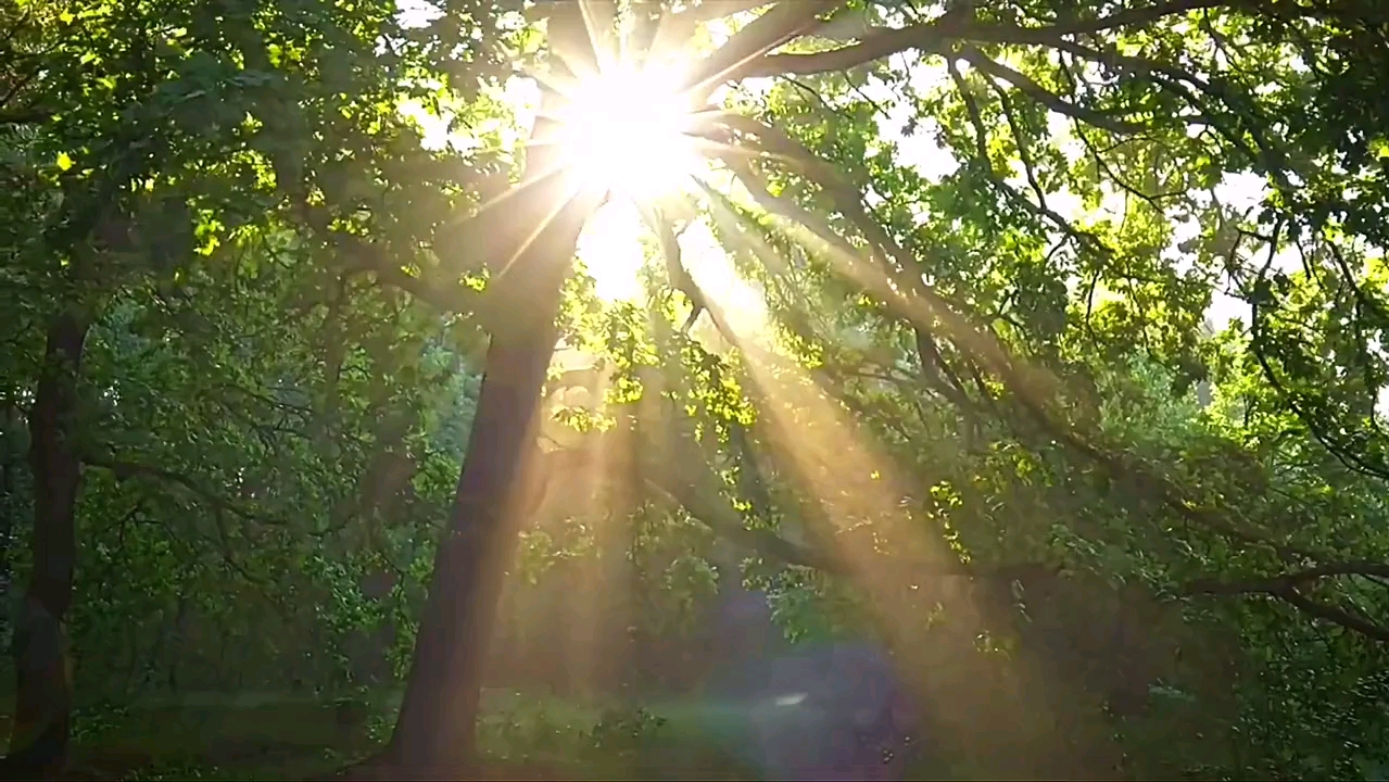 早晨树林里的阳光唯美视频素材# 聆听大自然 # 森