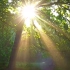 早晨树林里的阳光唯美视频素材# 聆听大自然 # 森