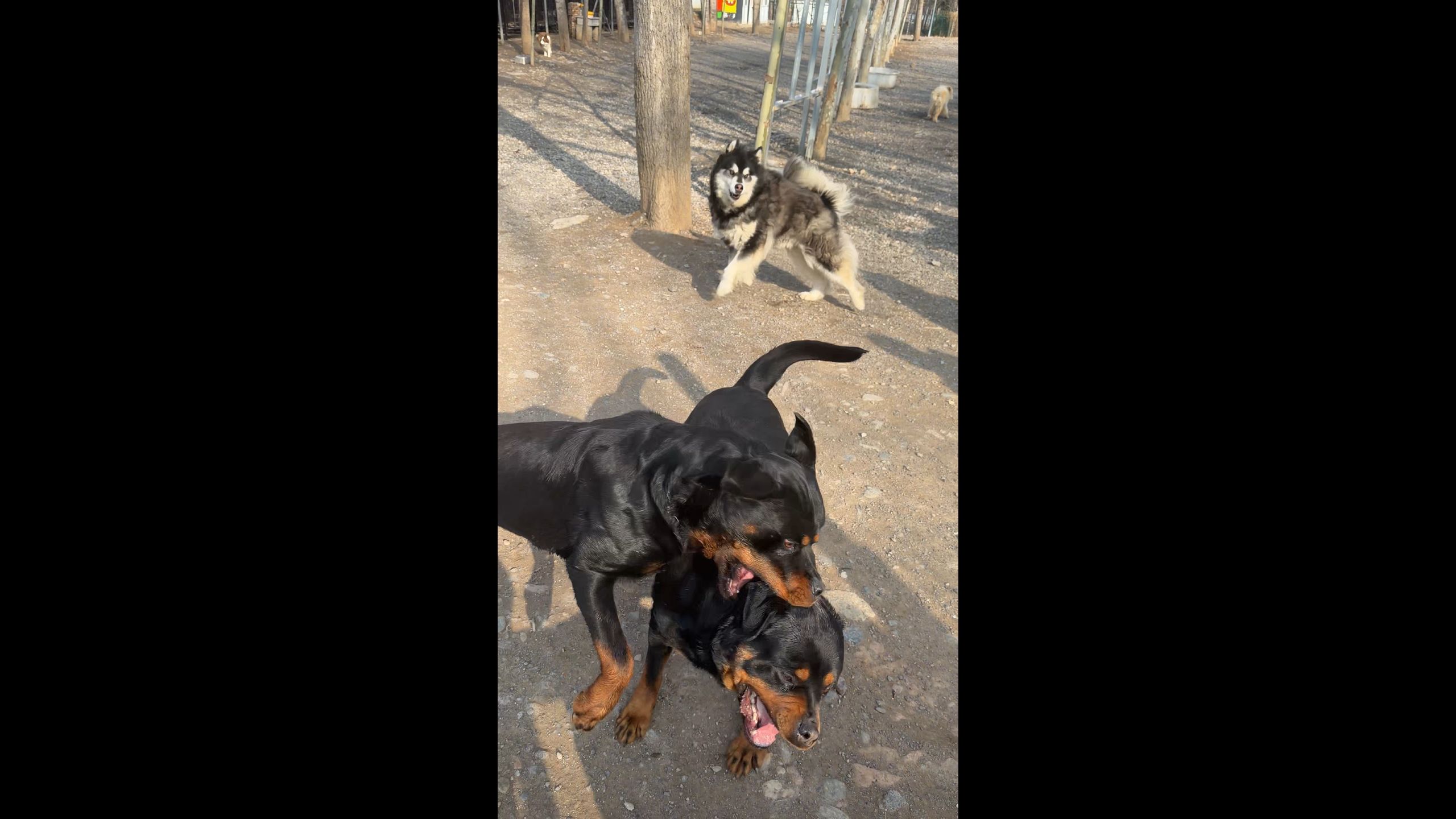 黑刺黑妞打的不可开交，土豆女士开心坏了，蹦跳跳给黑刺加油