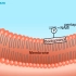 肽聚糖合成过程·Peptidoglycan Biosynthesis [HD Animation]