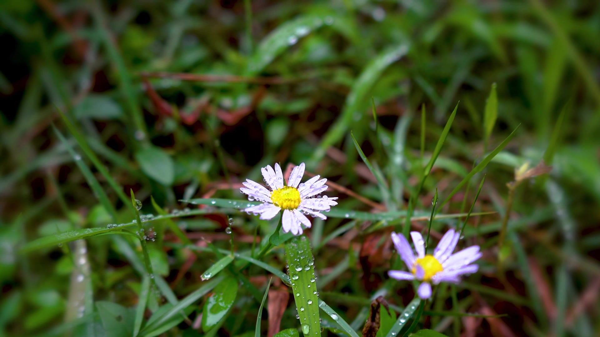【空镜素材】雨后花朵的芬芳