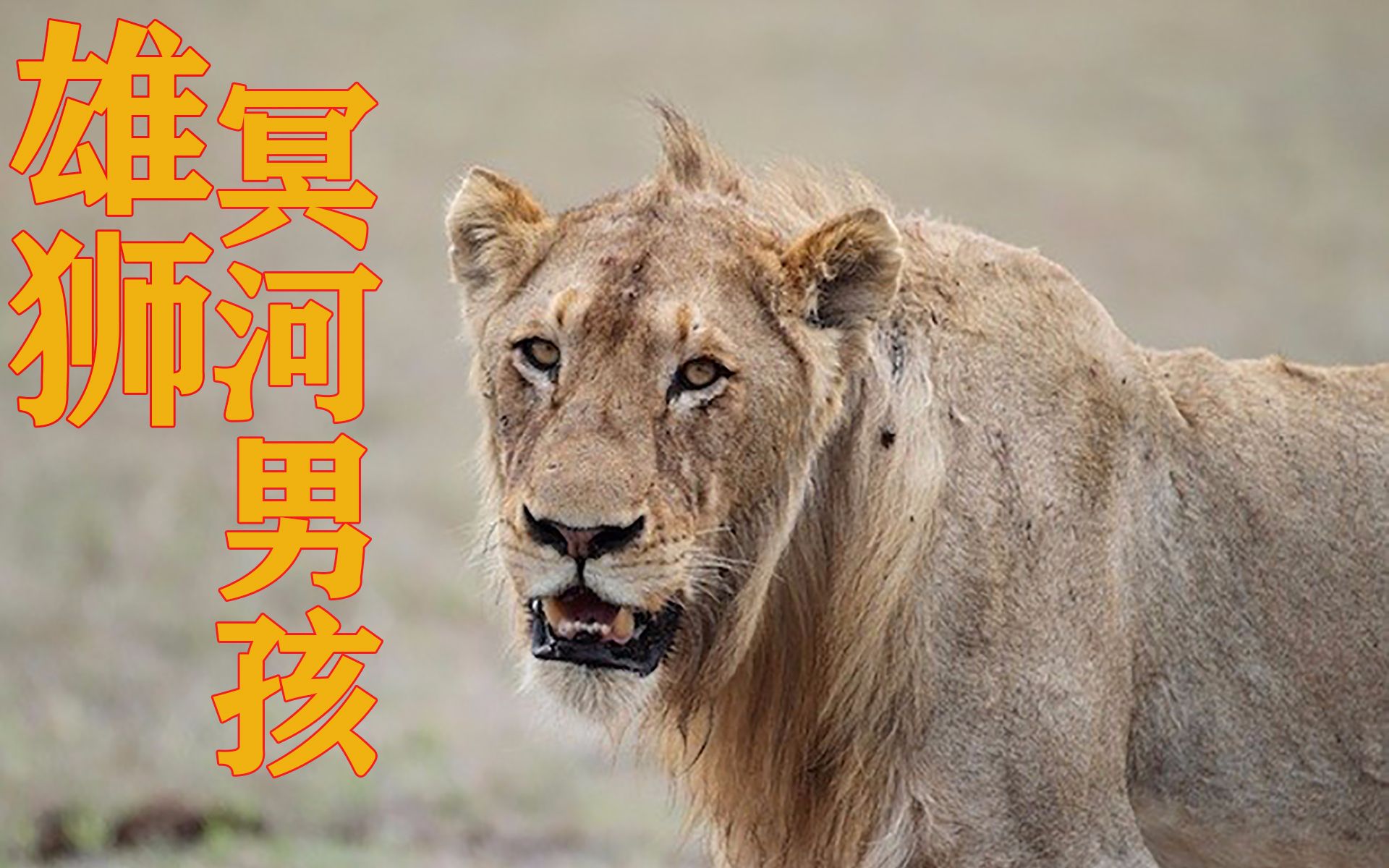 为什么受伤的总是狮子 ｜小地球坦桑尼亚肯尼亚东北动物百科之狮子篇