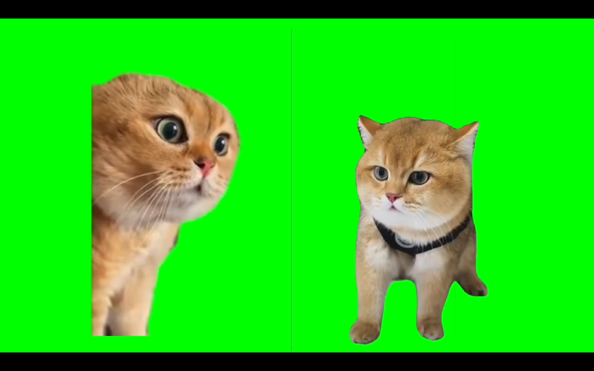 【绿幕素材】【猫meme】猫对话绿幕素材 -  两段素材