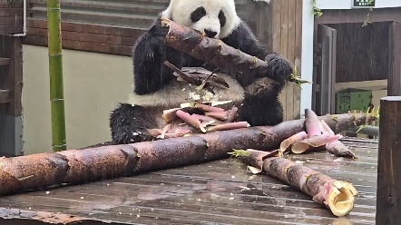 《大熊猫华丽》大笋吃播