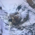 【高山兀鹫】雪中的孵化