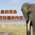 大象的耳朵有调节体温的作用