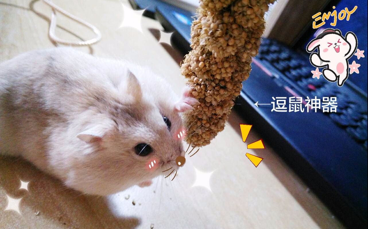 蝴蝶眼睛不爬,无力吃四肢,流星还睁不开?仓鼠东西剑响应无游戏图片