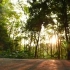 【凌点网】森林中晨跑运动跑步，夕阳下行走视频素材-凌点视频素