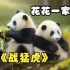 【大熊猫和花】和花一家战猛虎
