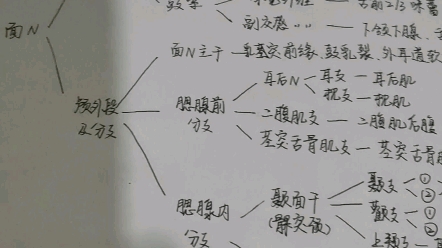 面神经分支