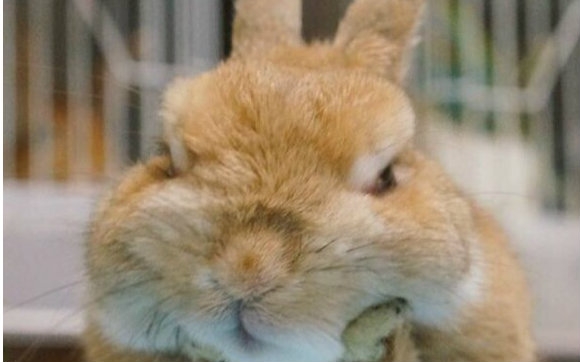 【兔星人】和窗帘玩的不亦乐乎的呆萌蠢兔兔图片