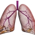 第7节：支气管及肺部疾病引发咳嗽的诊断要点