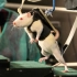 科学家总用小白鼠做实验，原来它从出生就被安排，命运早已注定！