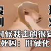 光 遇 复 刻 现 状