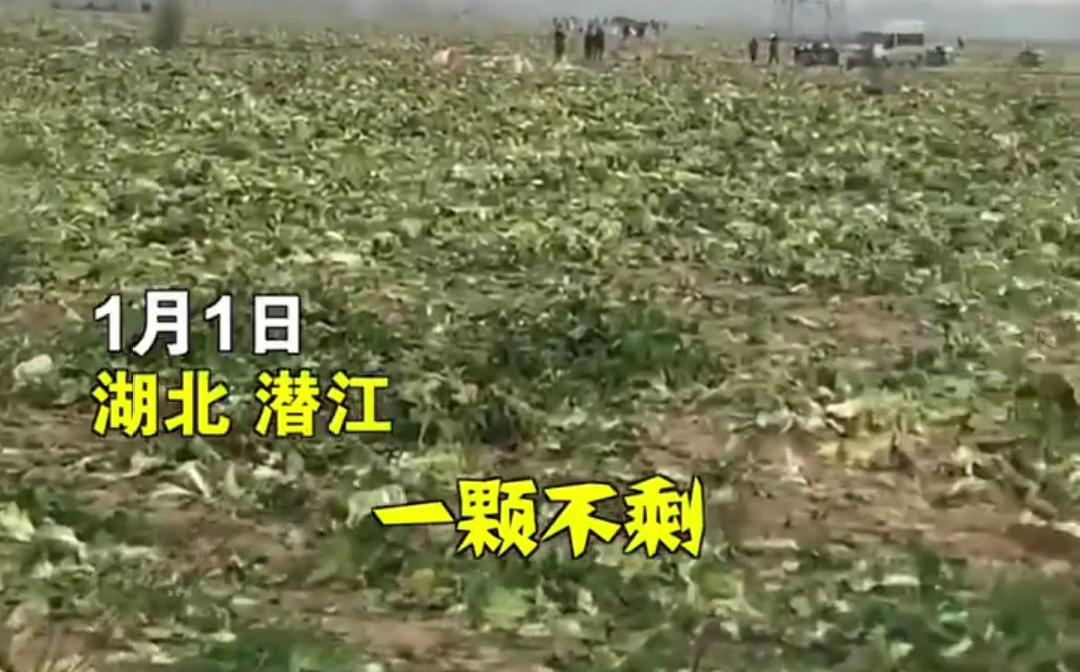 1月1日湖北潜江竹根滩镇多名村民开车去偷白菜